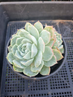 *GLGhybrid(2-17) Echeveria Elegans 'Alba' hybrid 白月影杂