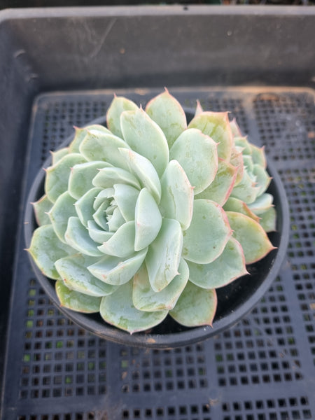 *GLGhybrid(2-17) Echeveria Elegans 'Alba' hybrid 白月影杂