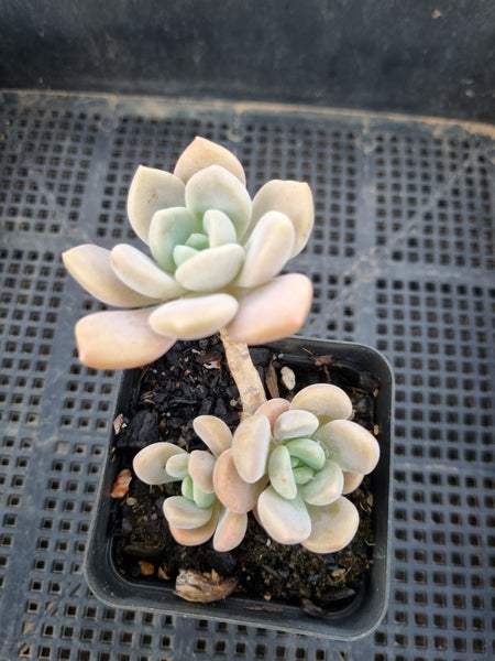 GLGhybrid(1-255) Graptopetalum Mendozae X Ellen 丸姬杂艾伦 – Greenland Garden
