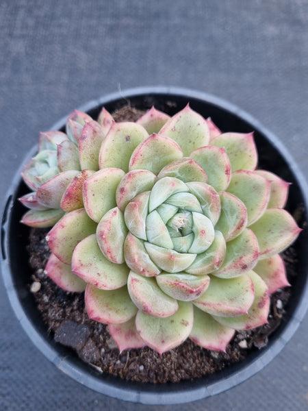 *GLGhybrid(2-309) Echeveria Champaign hybrid 香槟杂