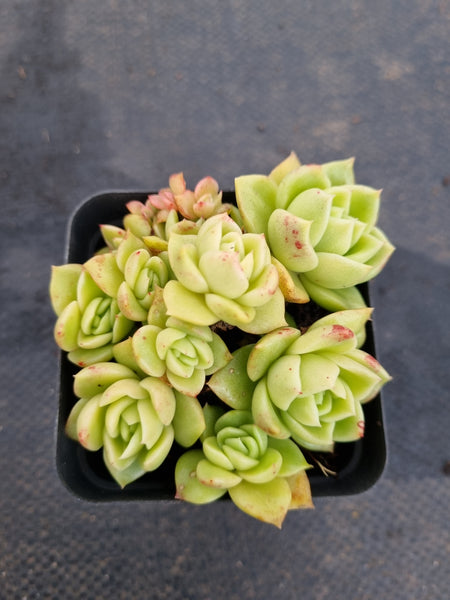 *GLGhybrid(1-1189) Echeveria Agavoides hybrid 冬云杂