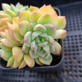 *GLGhybrid(1-337) Sedum Perezdelarosae hybrid 焦糖精灵杂