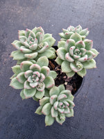 Echeveria Arze 璀璨