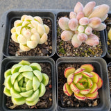 *GLGhybrid(1-1681) Special hybrid pack of 4