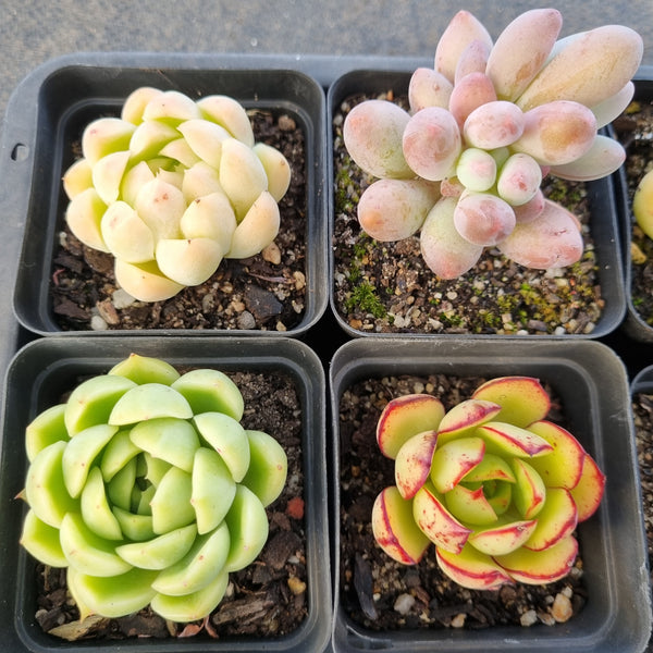 *GLGhybrid(1-1681) Special hybrid pack of 4