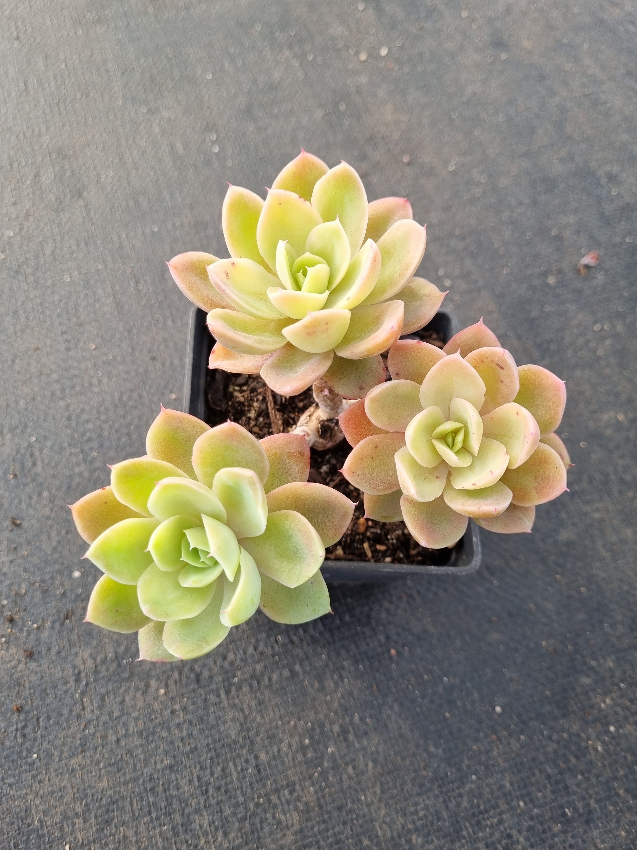 多肉植物 韓国苗 Echeveria　0418M-MIX-102　多肉植物寄せ植えに♪（お名前つきません） (岡山在庫)★(5/9発送)