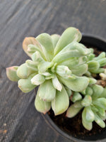 11cm pot Echeveria sp. (New Irish Mint) variegated 新爱尔兰薄荷锦