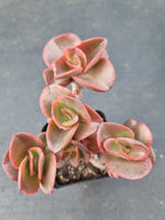 *GLGhybrid(1-1071) Echeveria hybrid