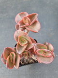 *GLGhybrid(1-1071) Echeveria hybrid