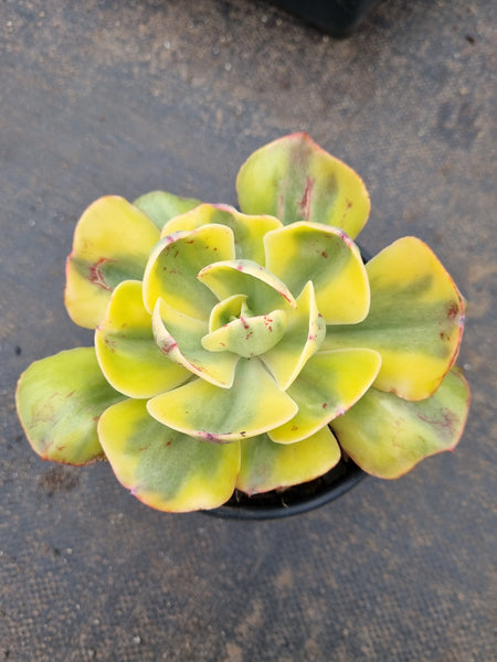 Echeveria Sunset Peony (variegated) 夕阳牡丹锦