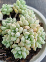 *GLGhybrid(2-290) Graptopetalum Mendozae hybrid 丸姬杂