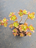 Aeonium saundersii 橄榄球玫瑰