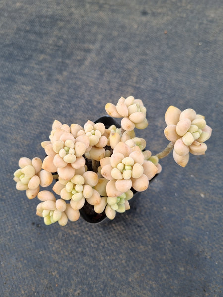 *GLGhybrid(1-1403) Graptopetalum ‘Blush Danko’ 绯丸