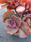 11cm pot Echeveria crested no ID 某包菜缀化