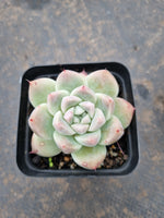 Echeveria Rumengling 如梦令