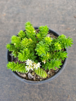Sedum 'Spiral Staircase' 白花小松