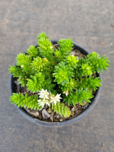 Sedum 'Spiral Staircase' 白花小松