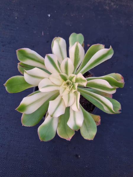 11cm pot Aeonium Arboreum Luteo variegatum 艳日伞11cm盆