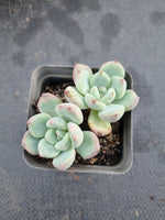 *GLGhybrid(1-360) Pachyveria Elaine hybrid 香水杂