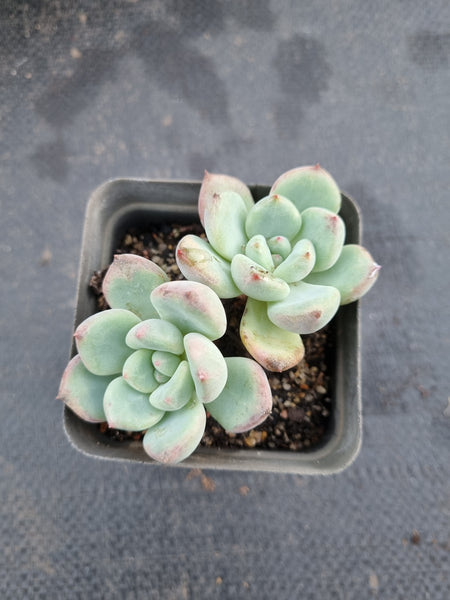 *GLGhybrid(1-360) Pachyveria Elaine hybrid 香水杂