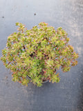 *GLGhybrid(2-33) Aeonium Sedifolium x Spathulatum hybrid 小人祭杂