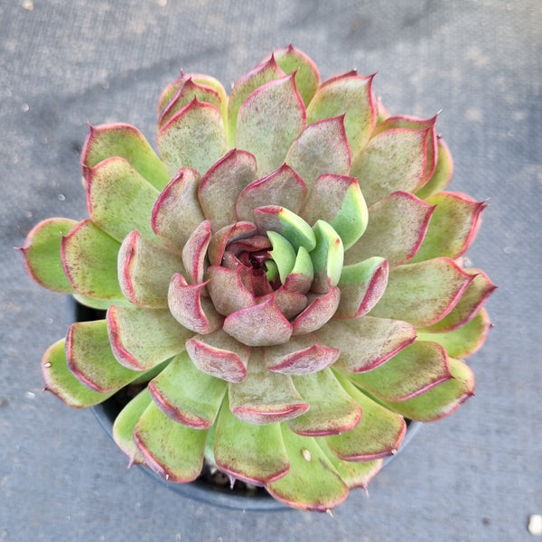 *GLGhybrid(2-391) Echeveria Nightfall hybrid
