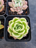 *GLGhybrid(1-1142) Special hybrid pack of 4