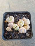 Lithops / living stone 生石花