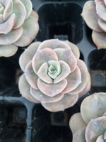 Cutting Graptoveria Lovely Rose - wide leaf 大叶可爱玫瑰砍枝