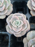 Cutting Graptoveria Lovely Rose - wide leaf 大叶可爱玫瑰砍枝