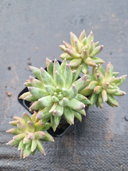 *GLGhybrid(1-1514) Pachyphytum compactum hybrid 千代田之松杂