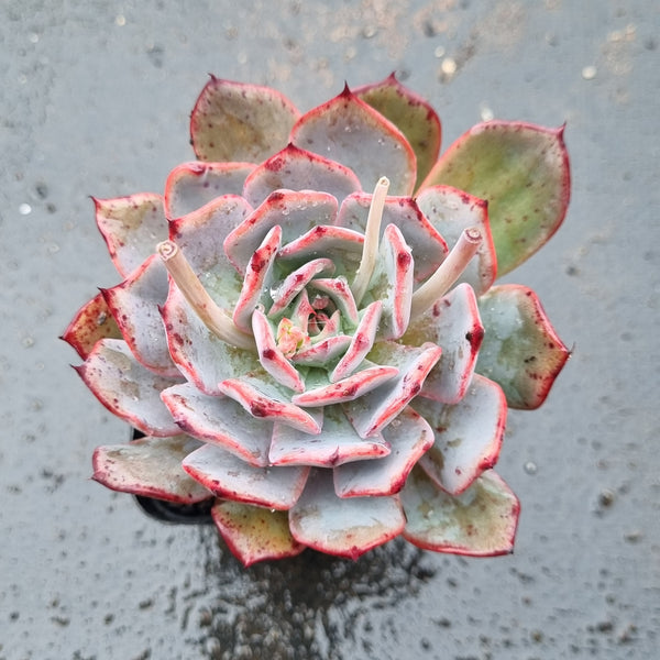 *GLGhybrid(1-1598) Echeveria Puebla hybrid 普埃布拉杂