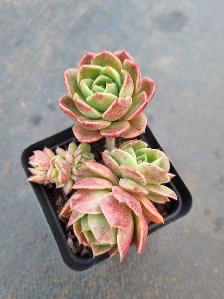 *GLGhybrid(1-1055) Echeveria Romeo hybrid 血罗杂
