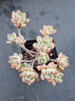 *GLGhybrid(1-355) Echeveria prolifica hybrid 粉蔓杂