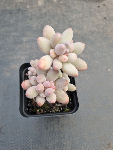 *GLGhybrid(1-922) Pachyphytum Baby Finger hybrid 婴儿手指杂