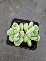 *GLGhybrid(1-1173) Pachyveria Elaine hybrid 香水杂