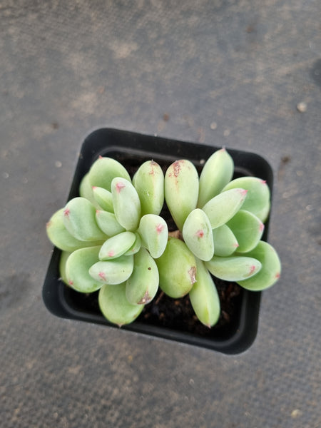 *GLGhybrid(1-1173) Pachyveria Elaine hybrid 香水杂