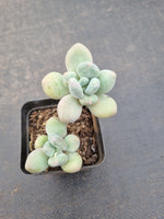 *GLGhybrid(1-1083) Pachyveria 'Concubine's Finger' 贵妃手指