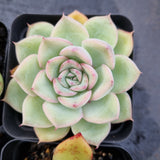 *GLGhybrid(1-506) Special hybrid pack of 4