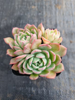 *GLGhybrid(1-618) Echeveria Sierra Hybrid 爱斯诺杂