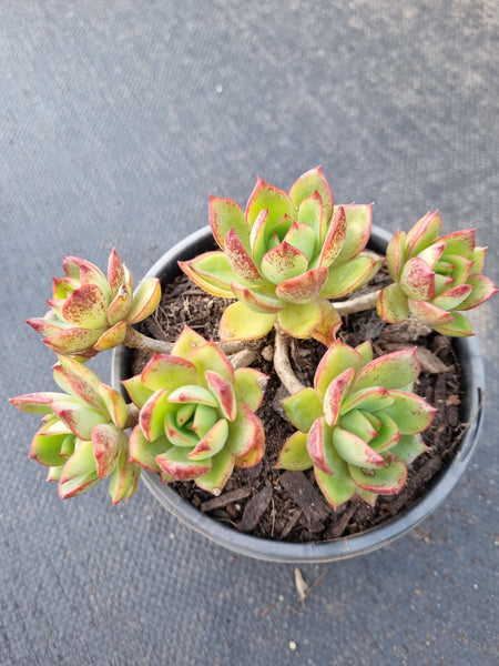 *GLGhybrid(2-380) Echeveria Subalpina hybrid 萨宾娜杂