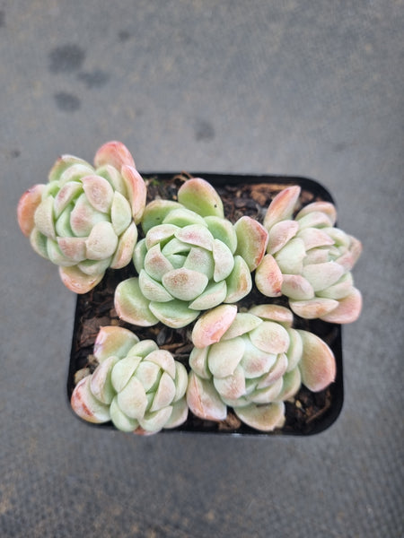 *GLGhybrid(1-1356) Echeveria Raspberry ice hybrid 冰莓杂