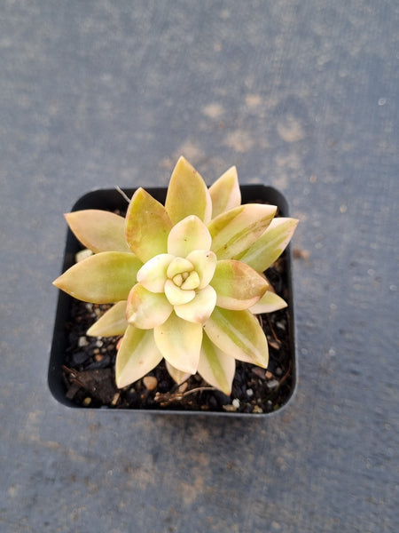 Sedeveria Pat's Pink variegated 布丁锦