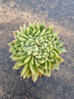 *GLGhybrid(1-201) Echeveria 'Gilva' hybrid crested 玉杯东云杂缀化