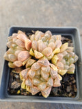 Haworthia No ID
