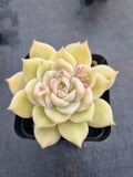 Echeveria 'Pink baby rose' 粉色蔷薇