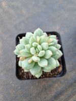 Pachyveria sp. (ice cream）冰淇淋