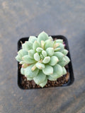 Pachyveria sp. (ice cream）冰淇淋