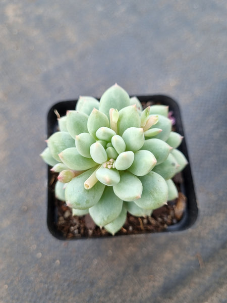 Pachyveria sp. (ice cream）冰淇淋