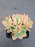 *GLGhybrid(1-1566) Echeveria Reglensis hybrid 红颜杂